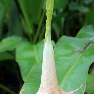 Brugmansia arborea Angel Trumpet Trompe of Angels Tree Flower Venus 20 Seeds image 4