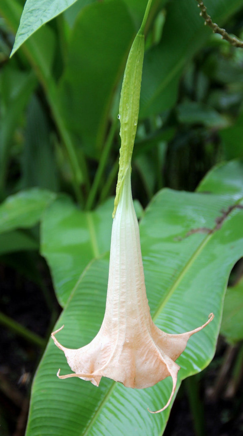 Brugmansia arborea Angel Trumpet Trompe of Angels Tree Flower Venus 20 Seeds image 4