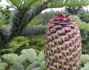 Edeltannen-Samen – 20 Samen Von Abies Procera, Mit Anzuchtanleitung