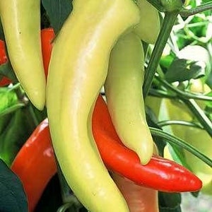 Capsicum annuum Sweet Banana HEIRLOOM BANANA PEPPER Vegetable 50 Seeds image 5