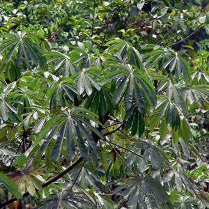 Può includere: Un denso gruppo di foglie verde scuro, lucide e composte palmate, con molteplici foglioline che si irradiano da un punto centrale. Il fogliame è stratificato, creando una fitta chioma di foglie allungate e appuntite con venature.