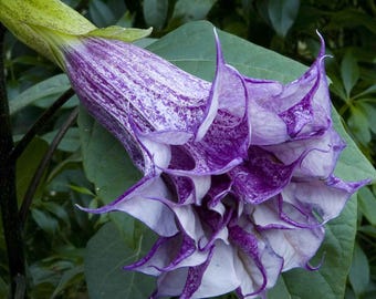 Semillas moradas de Datura metel, Datura morada doble, Trompeta del diablo, Cuerno de la abundancia - 10 a 20