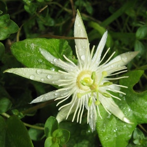 Passiflora Capsularis Crema de Vainilla Blanca Flor de Maracuyá 10 Semillas