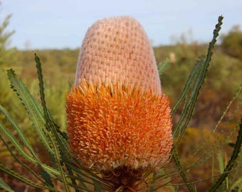 バイオレット バンクシア - バンクシア ビオラセア - 珍しい植物の種子