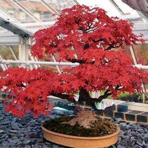 Pode incluir: Um bonsai de bordo japonês vermelho vibrante. A árvore apresenta um tronco espesso e texturizado e uma copa cheia de folhas vermelhas brilhantes. Está plantada num vaso oval castanho claro, sobre um leito de pedras cinzentas escuras.
