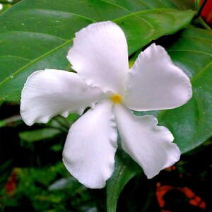 Tabernaemontana divaricata Crape Jasmine, East India Rosebay 5 seeds image 4