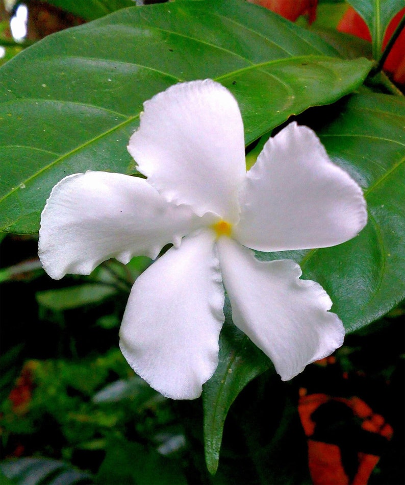 Tabernaemontana divaricata Crape Jasmine, East India Rosebay 5 seeds image 4