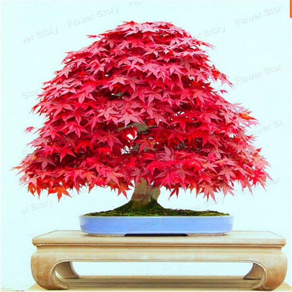 Acer Palmatum Atropurpureum Acero rosso giapponese Semi bonsai 10
