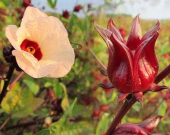 Hibiscus Sabdariffa Roselle Seeds ** ORIGINAL ** Flower Bonsai Plant 50 Seeds