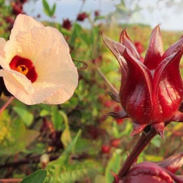 Hibiskus Sabdariffa Roselle Samen **ORIGINAL** Blumen Bonsai Pflanze 50 Samen