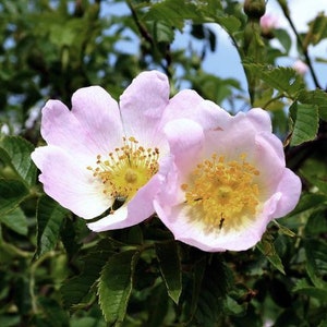 Puede incluir: Dos flores de rosa rosadas con centros amarillos, rodeadas de hojas verdes.