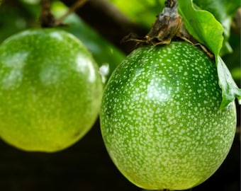 Passiflora edulis Tango, Maracuyá muy raro - 5 semillas