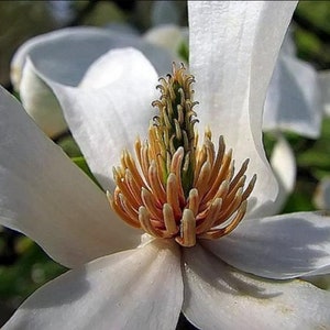 Magnolia Kobus, stellata star estrellada / Magnolia soulangeana, Saucer 10 Seeds image 5