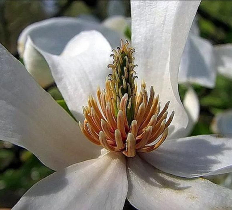 Magnolia Kobus, stellata star estrellada / Magnolia soulangeana, Saucer 10 Seeds image 5