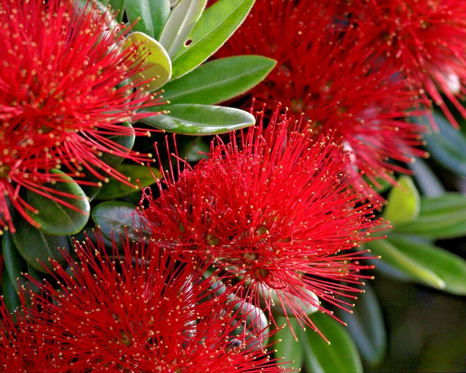 Metrosideros Excelsa Fire Tree Pohutokawa New Zealand Etsy Metrosideros Excelsa Fire Tree Pohutokawa New Zealand Etsy