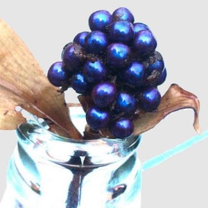 Pollia Condensata Metallic Blue Pearl 20 Seeds image 7