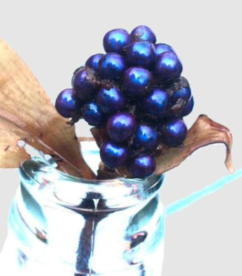 Pollia Condensata Metallic Blue Pearl 20 Seeds image 7