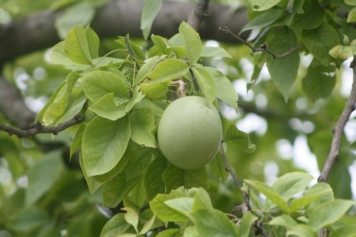 20 Aegle Marmelos Seeds Bengal Quince Golden Apple Stone Etsy