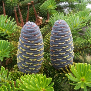 Abies pindrow West Himalayan Fir 20 Seeds image 1