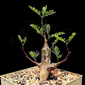 Delonix Decaryi Flamboyant poinciana tree VERY RARE bonsai plant 5 Seeds image 10