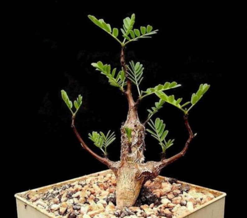 Delonix Decaryi Flamboyant poinciana tree VERY RARE bonsai plant 5 Seeds image 10