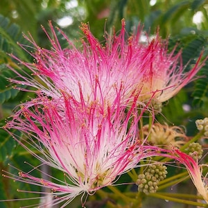 Könnte beinhalten: Nahaufnahme von zwei rosa und weißen Seidenakazienblüten mit langen, dünnen, roten Staubblättern. Die Blüten sind in voller Blüte und haben ein weiches, federartiges Aussehen. Grüne Blätter und Knospen sind im Hintergrund zu sehen, was eine natürliche, lebendige Szene schafft.