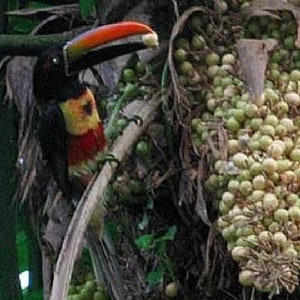 Cryosophila guagara Guágara Palm 4 Seeds image 3