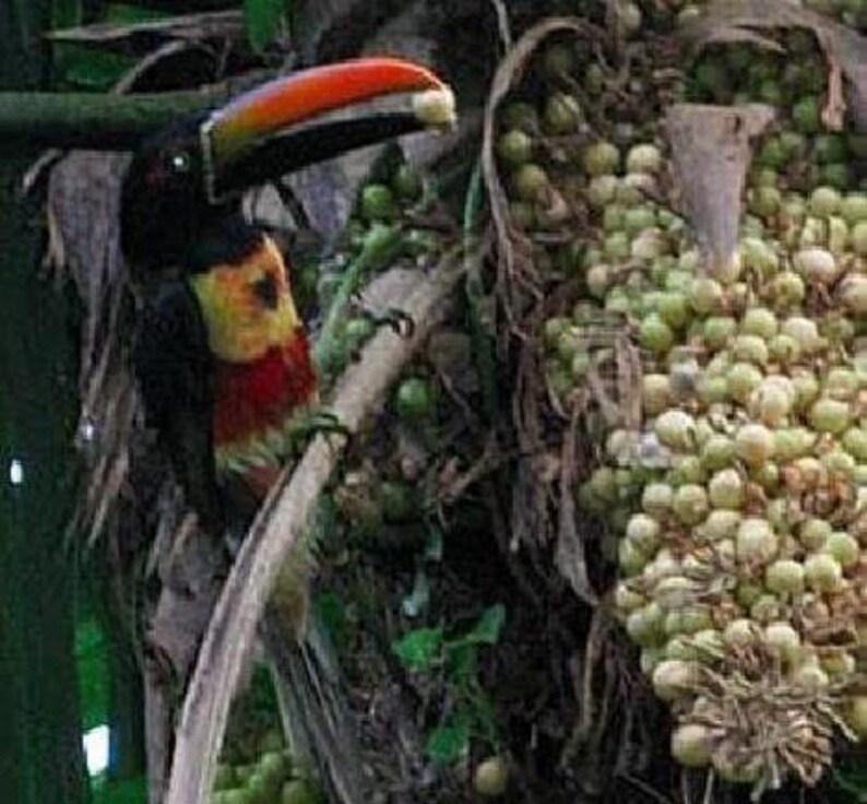 Cryosophila guagara Guágara Palm 4 Seeds image 3