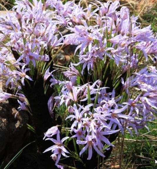 Xerophyta Retinervis 10 Seeds, Black Desert Lily, African