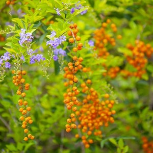 Duranta erecta Golden Dewdrop 5 Seeds image 2