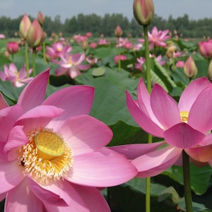 Nelumbo nucifera Pink - Pink Sacred Lotus ** Real Seeds ** VERY RARE ** 5 Seeds