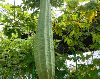 Luffa acutangula - Grow Your Own Sponge - 10 Fresh Seeds