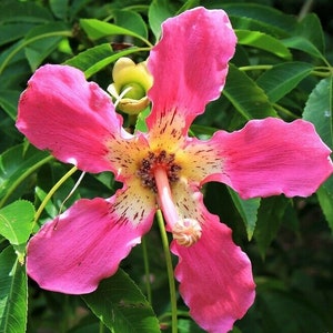 Chorisia speciosa 10 seeds seeds Ceiba speciosa Tree Bottle of false Kapok image 2