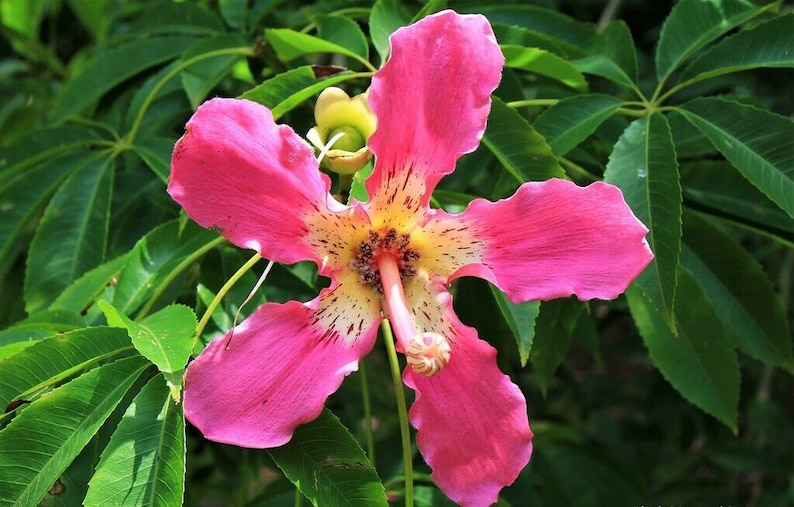 Chorisia speciosa 10 seeds seeds Ceiba speciosa Tree Bottle of false Kapok image 2