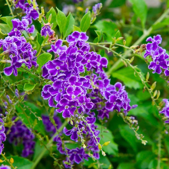 Duranta Erecta - Golden Dewdrop - 5 Seeds - Etsy Finland