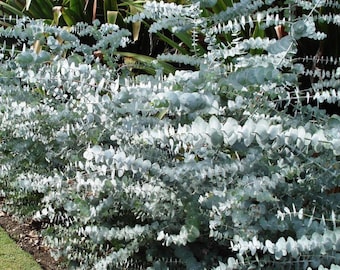 Eucalyptus pulverulenta Baby Blue Seeds - Dollaro d'argento ** MOLTO MOLTO RARO **