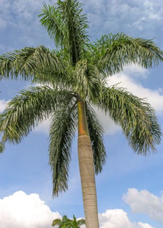 Roystonea Regia CUBAN ROYAL PALM Tall Tree Ornamental Palms Plant Seed 15  Seeds - Etsy Israel