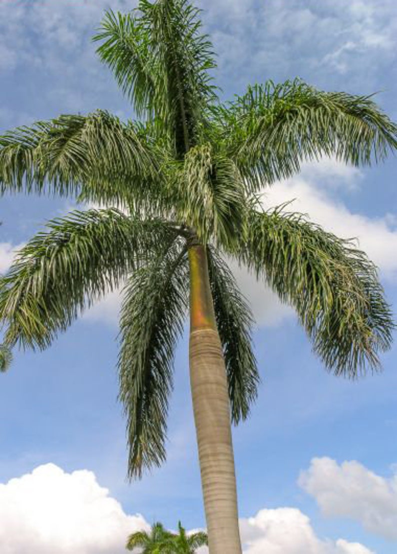 Roystonea Regia CUBAN ROYAL PALM tall tree ornamental palms Etsy