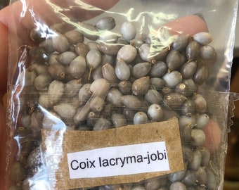 Coix Lacryma Jobi J'obs tears Seeds Tears of Job beads Adlay Natural drilled jobes Lagrimas de San Pedro Moisies Organic bead 20 Seeds