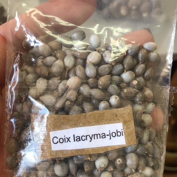 Coix Lacryma Jobi J’obs tears Seeds Tears of Job perles Adlay Natural drilled jobes Lagrimas de San Pedro Moisies Perle biologique 20 Graines