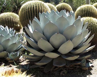 Agave parryi subsp. parryi - 10 Seeds - succulent plant cactus