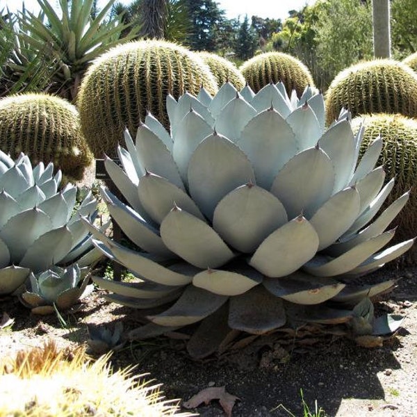 Agave parryi subsp. parryi - 10 Seeds - succulent plant cactus