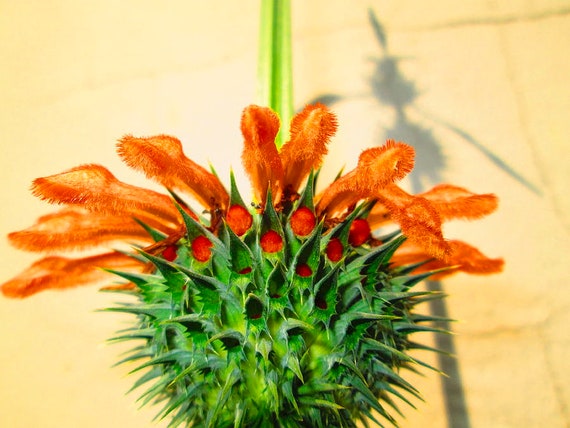 Stimolatore Cerebrale Wild Dagga (Leonotis Leonurus) 13g Biologico - Erba Integrale In Polvere, Naturale, Lion's Tail Tigre Da Laboratorio - Foto 5