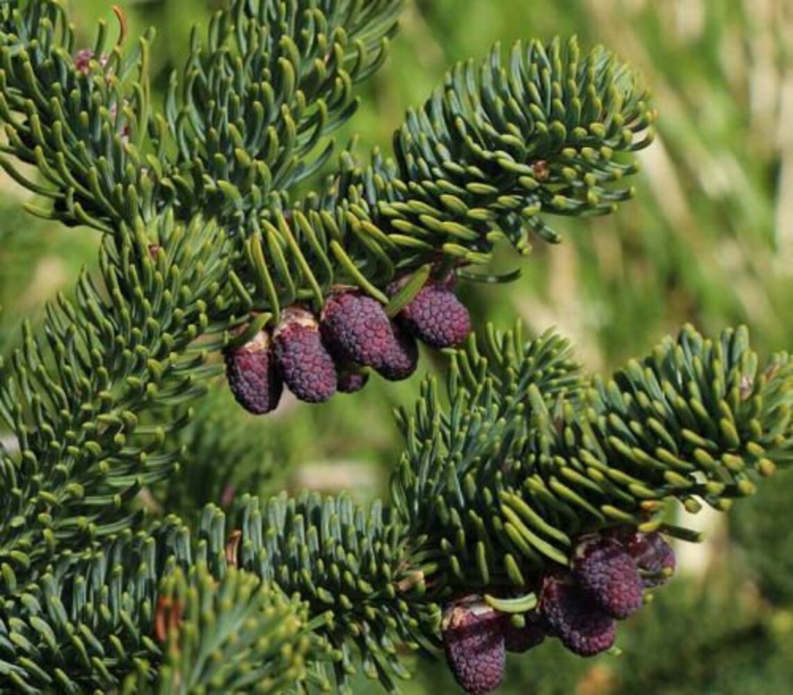 Abies Nobilis Procera Noble Fir Red Fir Christmas Tree XMAS Etsy
