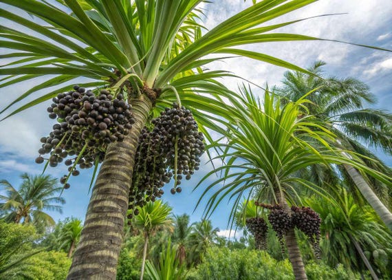 アサイーヤシ ファイバー鉢 お皿付き アサイーヤシ アサイーヤシ ファイバー鉢 お皿付き