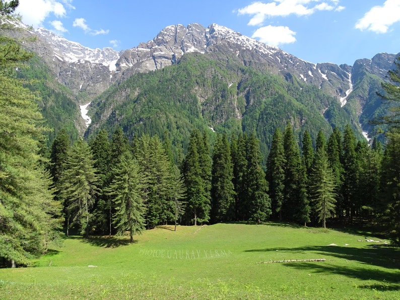 Abies pindrow West Himalayan Fir 20 Seeds image 5