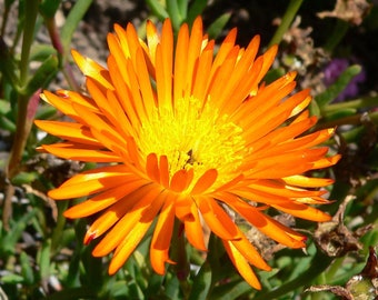 Lampranthus Aureus pianta di ghiaccio arancione vivente pietra succulenta - 10 semi