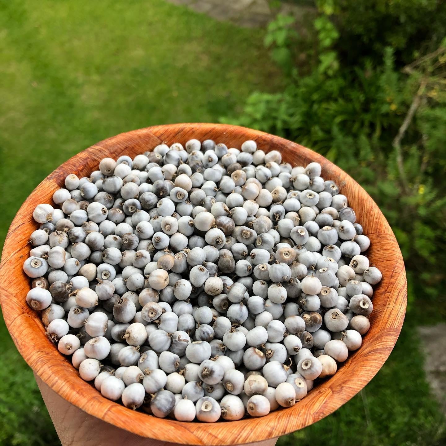 Coix Lacryma-jobi Seeds, Job's Tears, Adlay Millet, Tear Grass