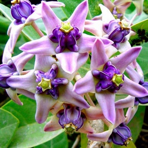 Calotropis gigantea purple Giant Milkweed, Crown Flower 5 Seeds image 6