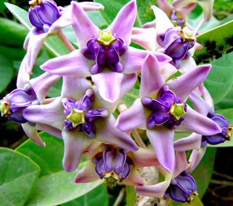 Calotropis gigantea purple Giant Milkweed, Crown Flower 5 Seeds image 6